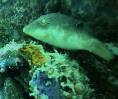 Canthigaster compressa