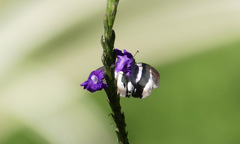Potamanaxas