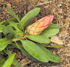 Protea × hybrida