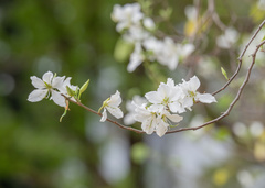 Prunus salicina
