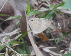 Jamides celeno celeno