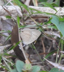 Jamides celeno celeno