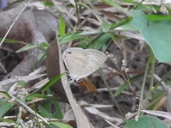 Jamides celeno celeno