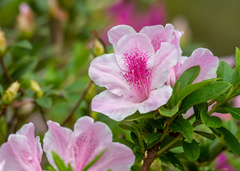 Rhododendron × pulchrum