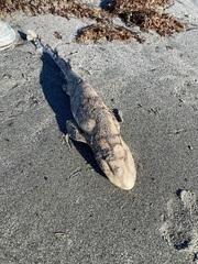 Scyliorhinus retifer