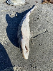 Scyliorhinus retifer