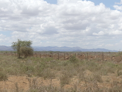 Balanites aegyptiaca