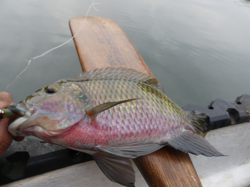 Redbelly tilapia (Coptodon zillii) — Cichlidae — 3