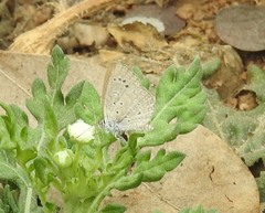 Pseudozizeeria maha ossa