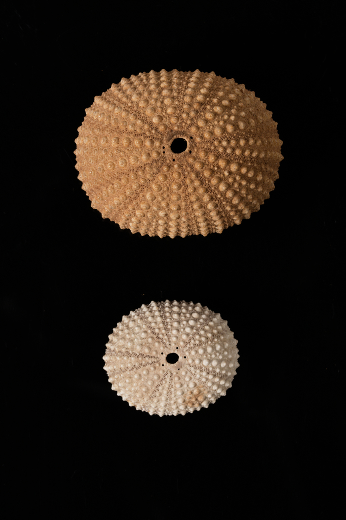 rock-boring urchin
