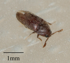 Throscidae