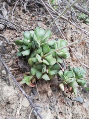 Adromischus cristatus