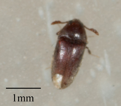 Throscidae