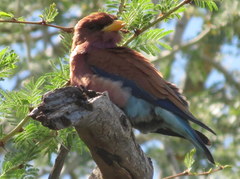 Eurystomus glaucurus suahelicus