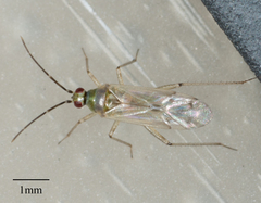 Engytatus modestus