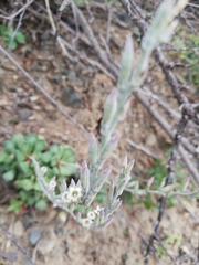 Adromischus cristatus