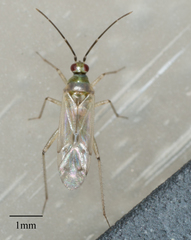 Engytatus modestus