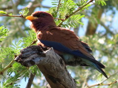 Eurystomus glaucurus suahelicus