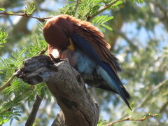 Eurystomus glaucurus suahelicus