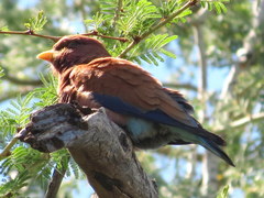 Eurystomus glaucurus suahelicus
