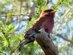 Eurystomus glaucurus suahelicus