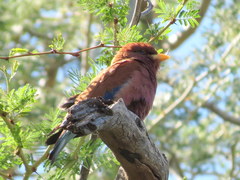 Eurystomus glaucurus suahelicus