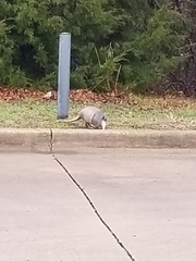 Dasypus novemcinctus