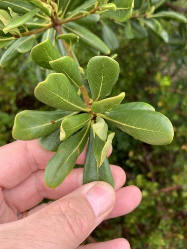 Pittosporum viridiflorum