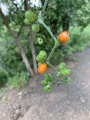 Corallocarpus bainesii
