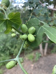 Corallocarpus bainesii