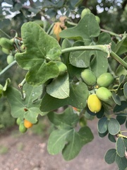 Corallocarpus bainesii