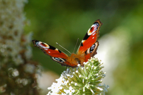 European peacock