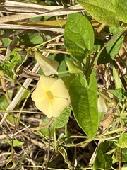 Thunbergia alata image