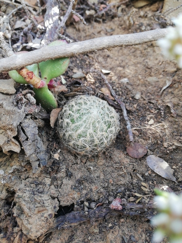 Haworthia bolusii