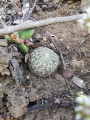Haworthia bolusii