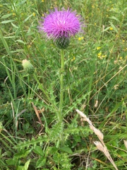 Cirsium pumilum