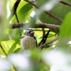 Coereba flaveola luteola