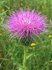 Cirsium pumilum