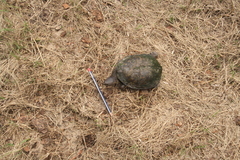 Acanthochelys spixii