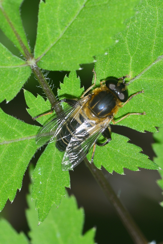 Helophilus eristaloidea