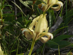 Iris pseudopumila