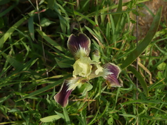Iris pseudopumila