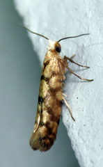 Argyresthia alternatella