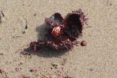 Strongylocentrotidae