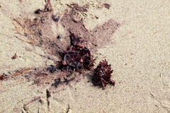 Strongylocentrotidae