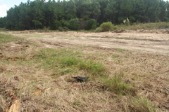 Acanthochelys spixii