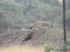 Vulpes bengalensis