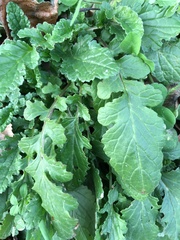 Senecio doria