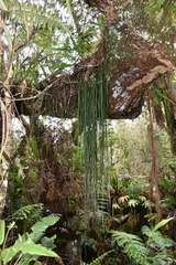 Vittaria isoetifolia