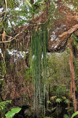 Vittaria isoetifolia